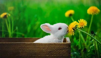 DB电竞官网下载-云开体育：云端驱动的运动生态新纪元